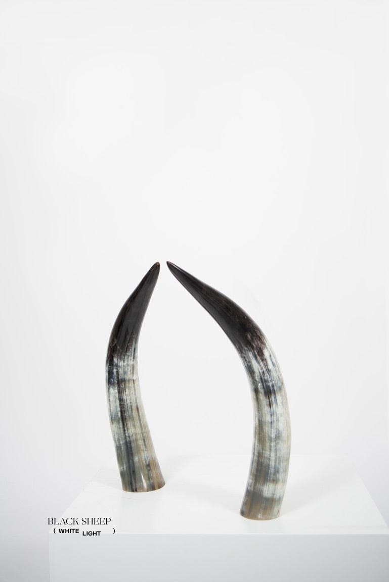 Ankole Dark Decorative Horn Set EX-STOCK Canada
