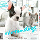 Nintendogs + Cats:  French Bulldog & New Friends 