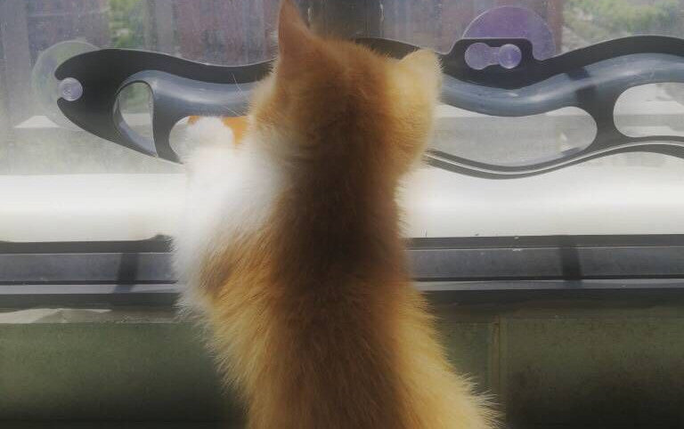 Windowsill Pets Toy Cat Track Ball Pet Products EX-STOCK Canada 