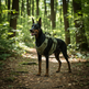 Harnais Tactique pour Chien – Gilet Réfléchissant Respirant Anti-Traction et Anti-Fuite pour Chiens Moyens et Grands 