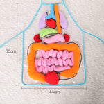 Colorful toy model of human digestive system with dimensions on a textured surface