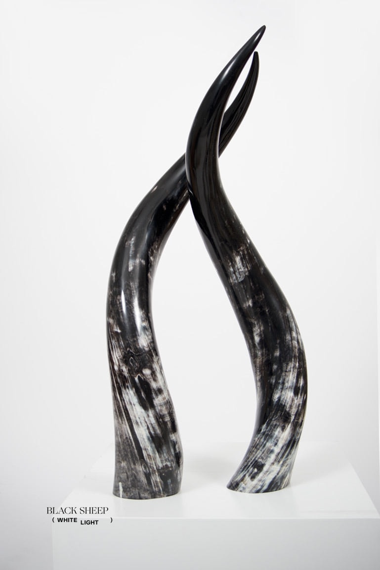 Ankole Dark Decorative Horn Set EX-STOCK Canada 