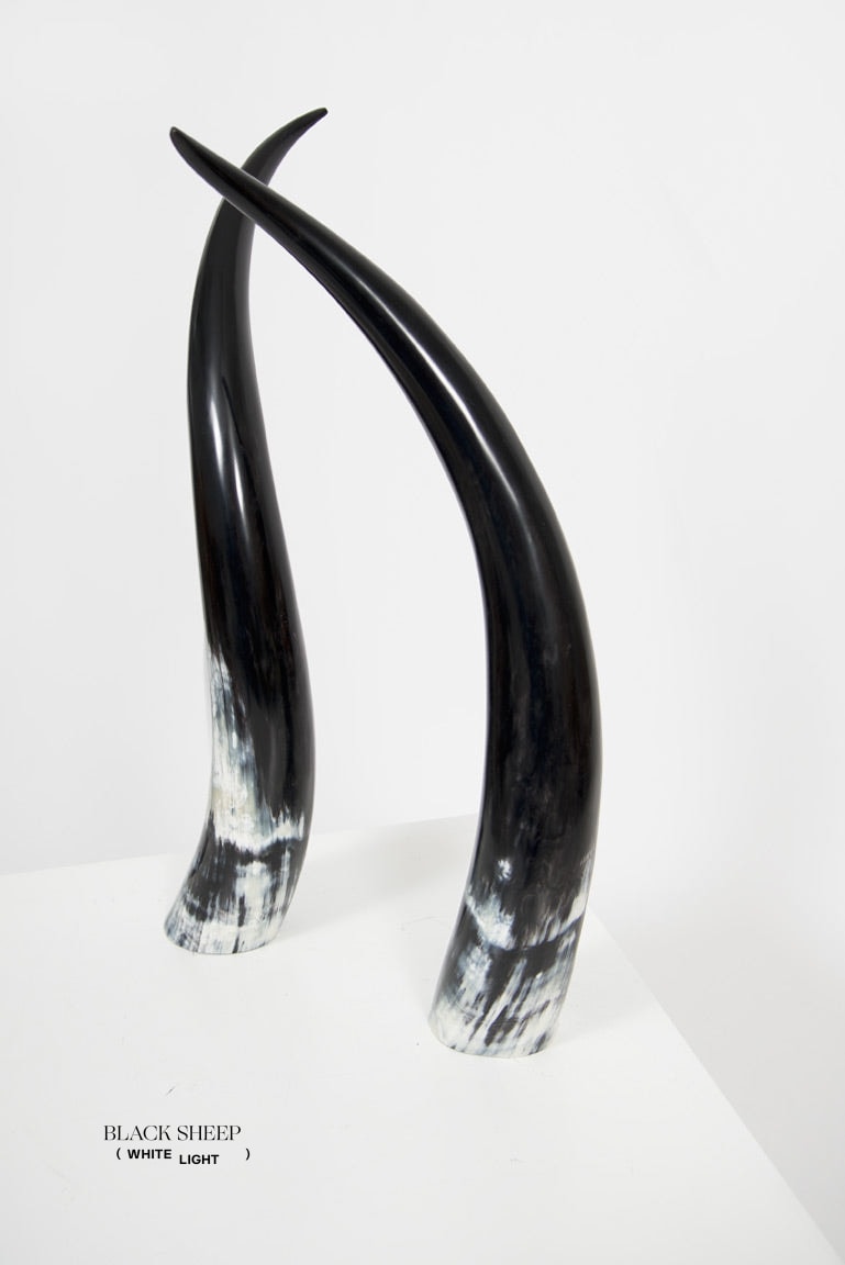 Ankole Dark Decorative Horn Set EX-STOCK Canada 