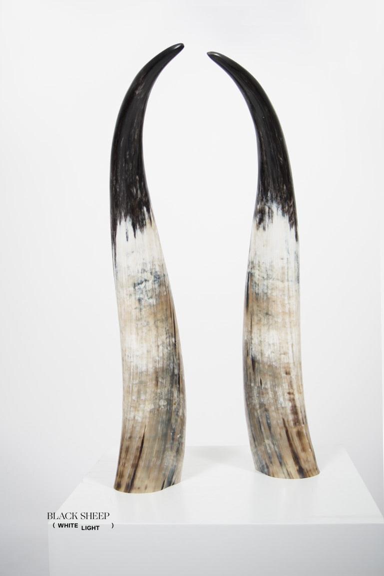 Ensemble de cornes décoratives Ankole foncéesEX-STOCK Canada 