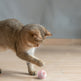 Automatic Moving Bouncing Rolling Ball Smart Cat Toy Ball Self-Moving Kitten Toy For Indoor Cat Kitten EX-STOCK Canada 