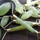 Beauty Jade Massage Facial Massage Beauty Massage Roller - EX-STOCK Canada