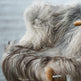 Natural Light Grey Icelandic Sheepskin 