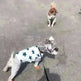 Fashionable Pet Cotton comfy Clothes - EX-STOCK CANADA