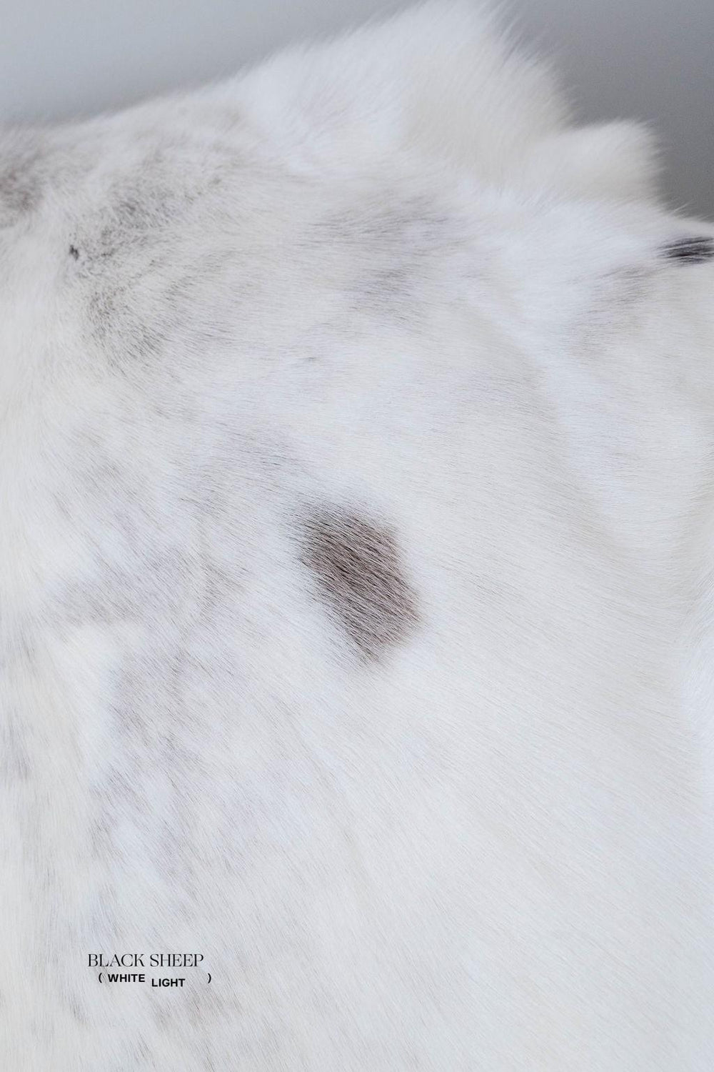 Peau de renne sami blancheEX-STOCK Canada 