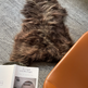 Dark Brown Icelandic Sheepskin EX-STOCK Canada 