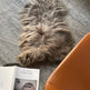 Taupe Icelandic Sheepskin EX-STOCK Canada 
