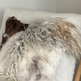 Mélange Sheepskin Pillow, curly wool 