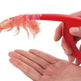 Éplucheur de crevettes Appareils de cuisine Portable Acier inoxydable Décortiqueur de crevettes Homard Fournitures de cuisine pratiques Couteaux de pêche Outils - EX-STOCK Canada