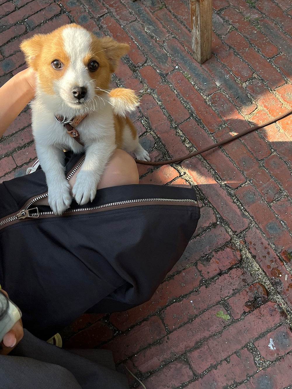 Women's Straight zip down Midi Pencil Skirt street style - EX-STOCK Canada