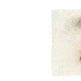 Four-Forked Water Eyebrow Pencil Four-Head Eyebrow Pencil - EX-STOCK CANADA