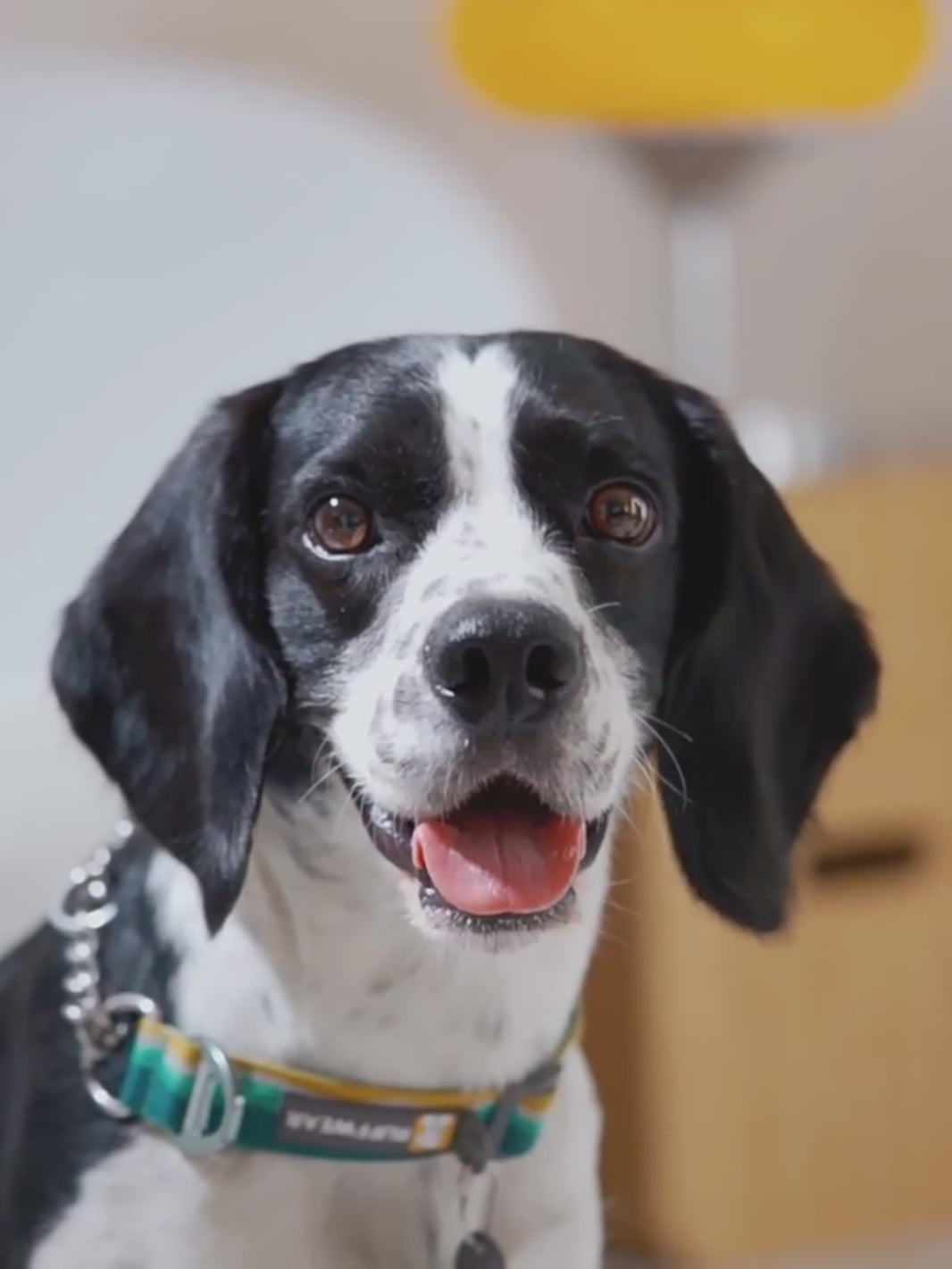 Interactive Dog Training Buttons – Recordable Talking Buttons for Dog Communication & Pet Trainik7ng
